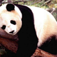 Illustration for article titled Do pandas hold the key to reducing US reliance on foreign oil?